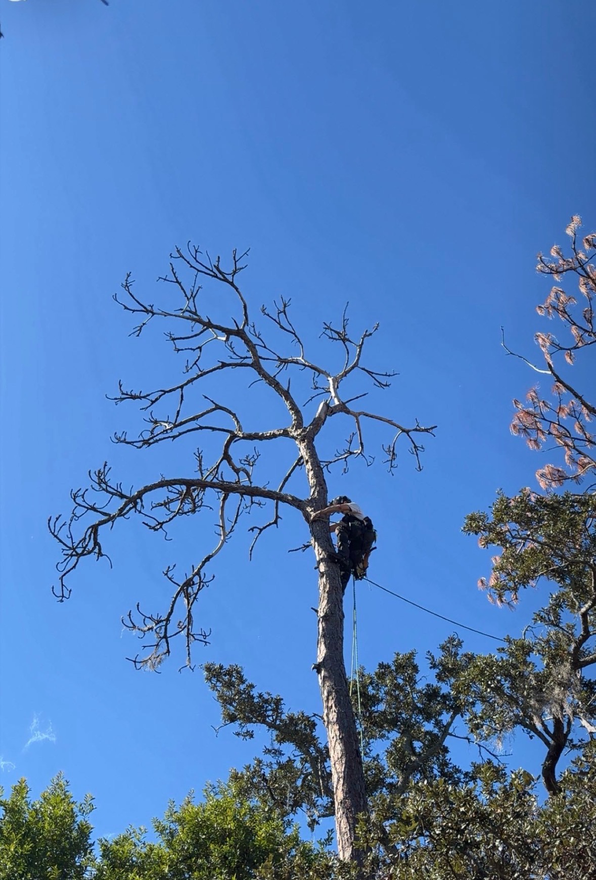 Dangerous Tree Removals in Clearwater
