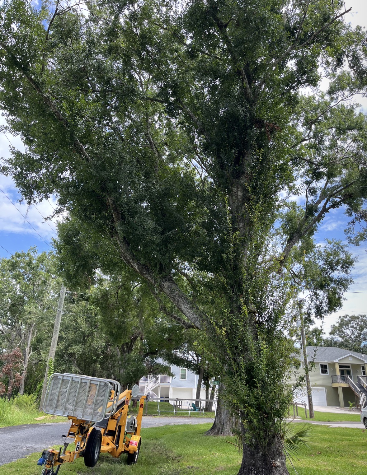 How to Choose a Tree Service Company in Tampa Bay (Without Getting Scammed)