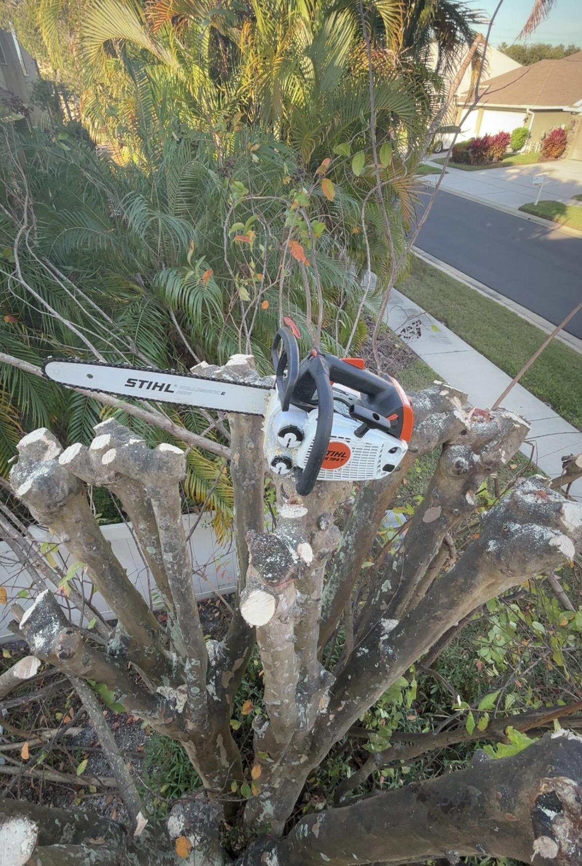 Tree Pruning & Trimming work by Florida Premier Tree Service