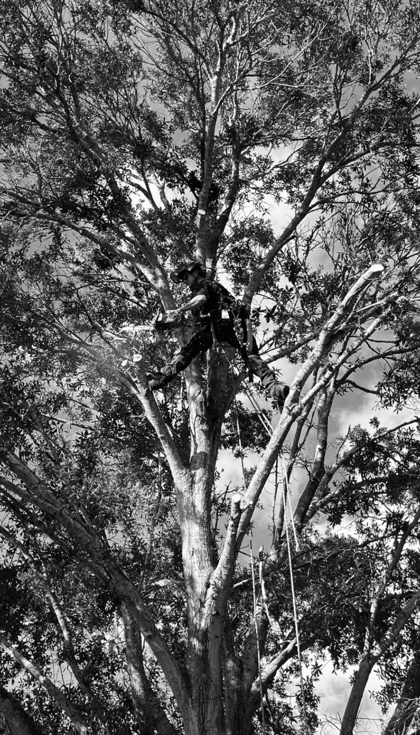 Dangerous Tree Removal work by Florida Premier Tree Service