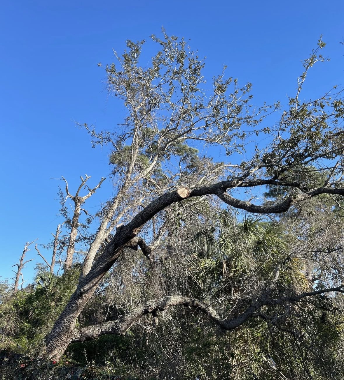 Storm Cleanup work by Florida Premier Tree Service
