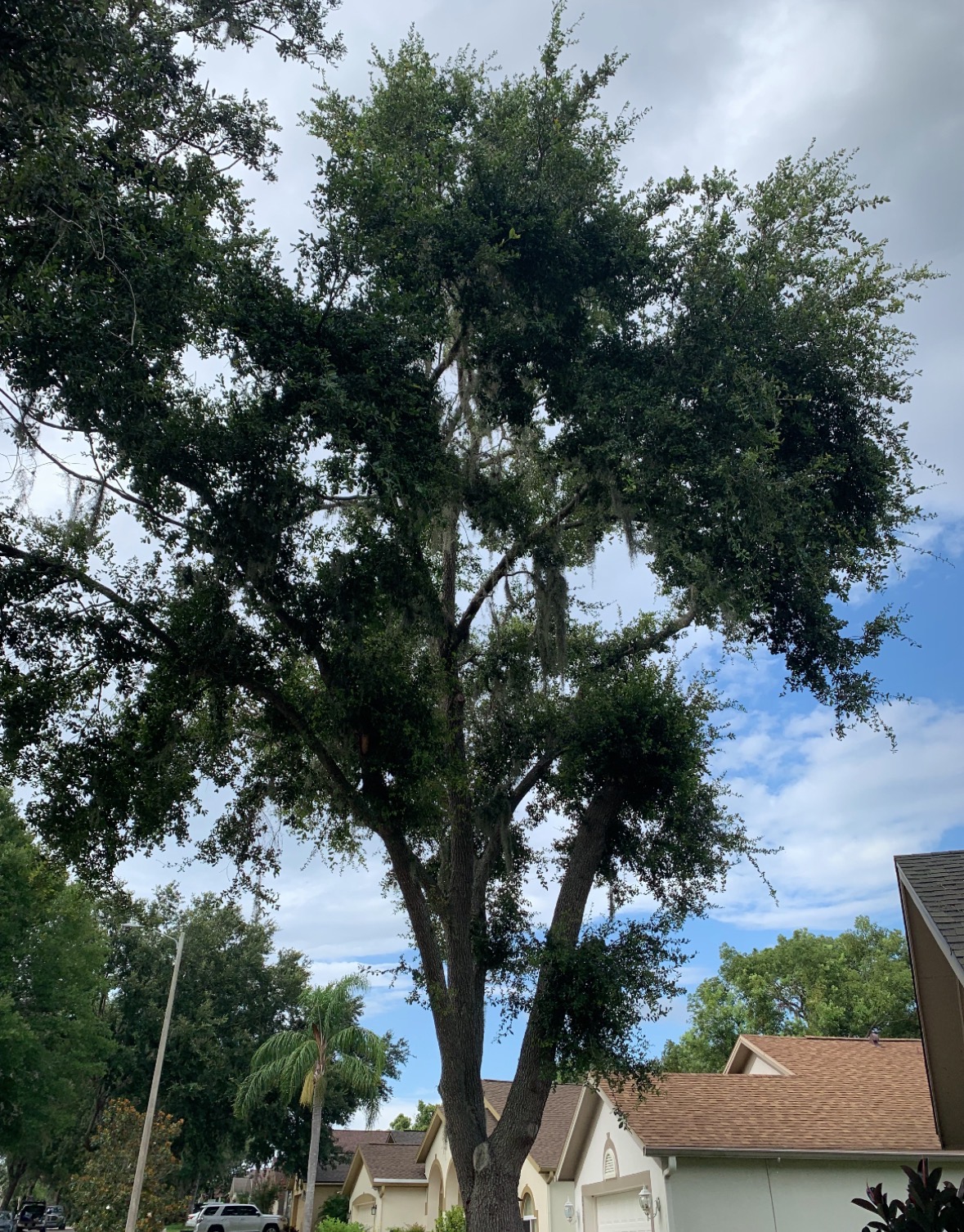 Storm Cleanup & Debris Removal in Tampa Bay