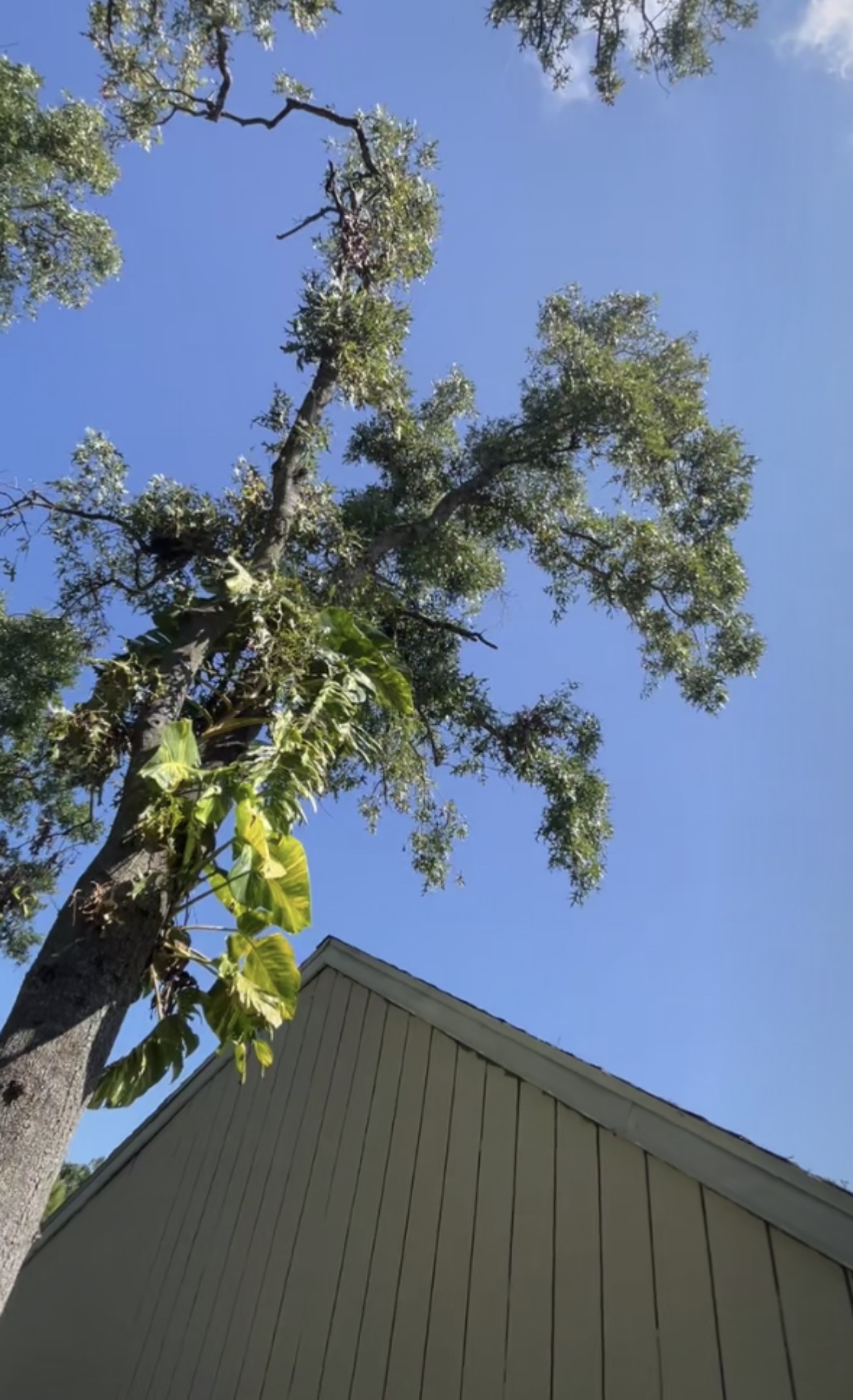 Emergency Tree Service work by Florida Premier Tree Service