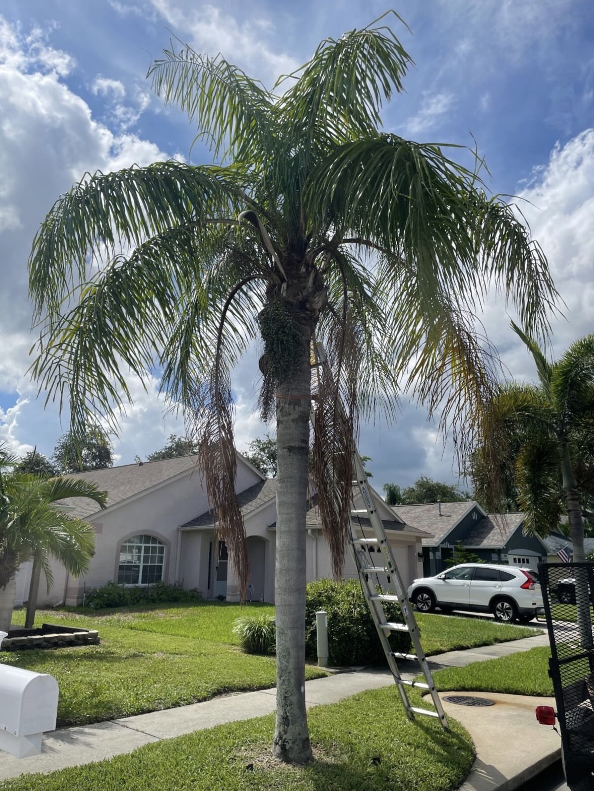 Tree Pruning & Trimming work by Florida Premier Tree Service