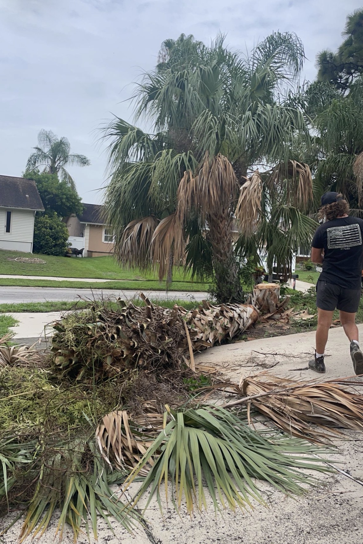 Tree service work in Tampa
