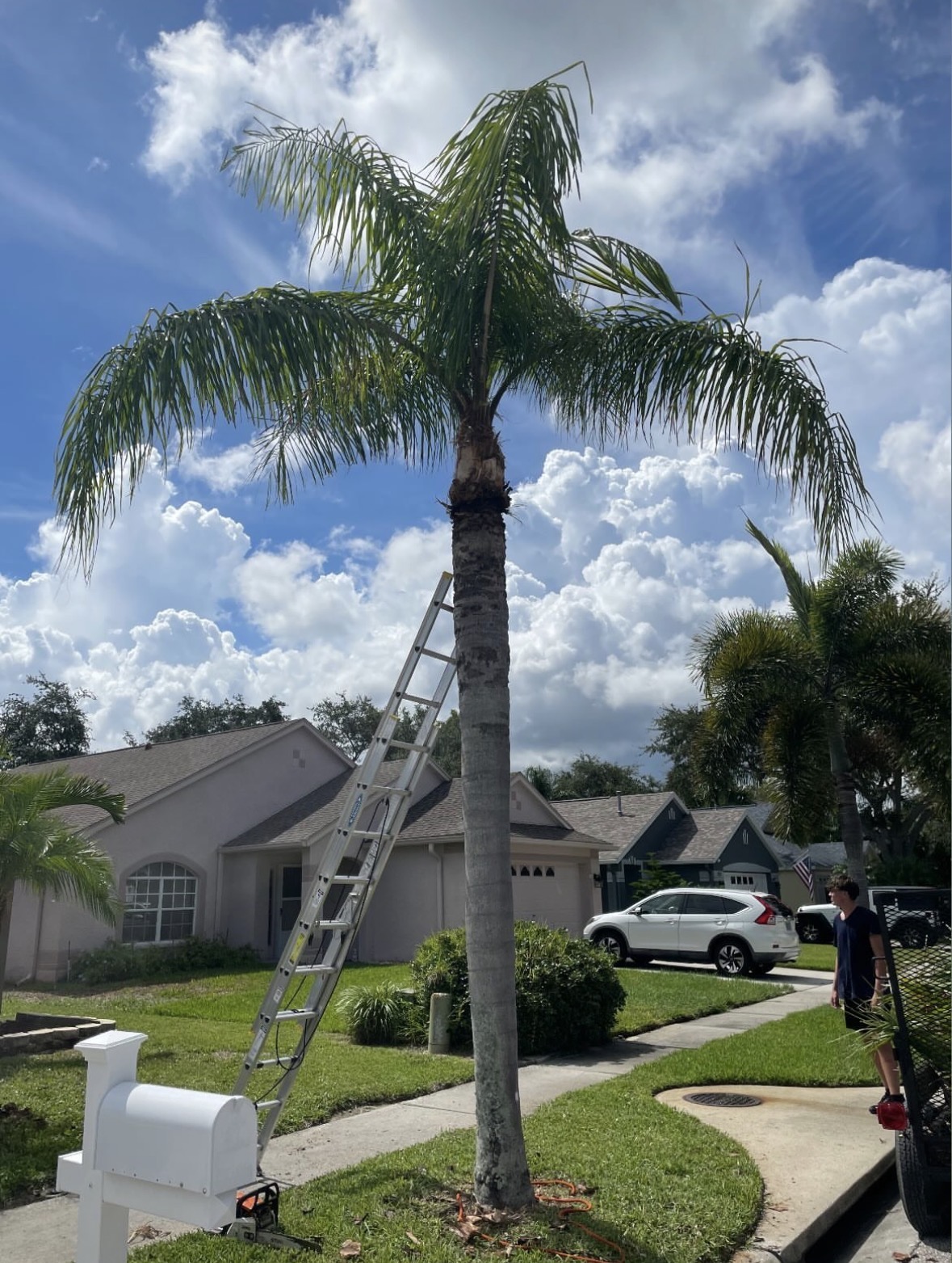 Tree service in Clearwater, Florida