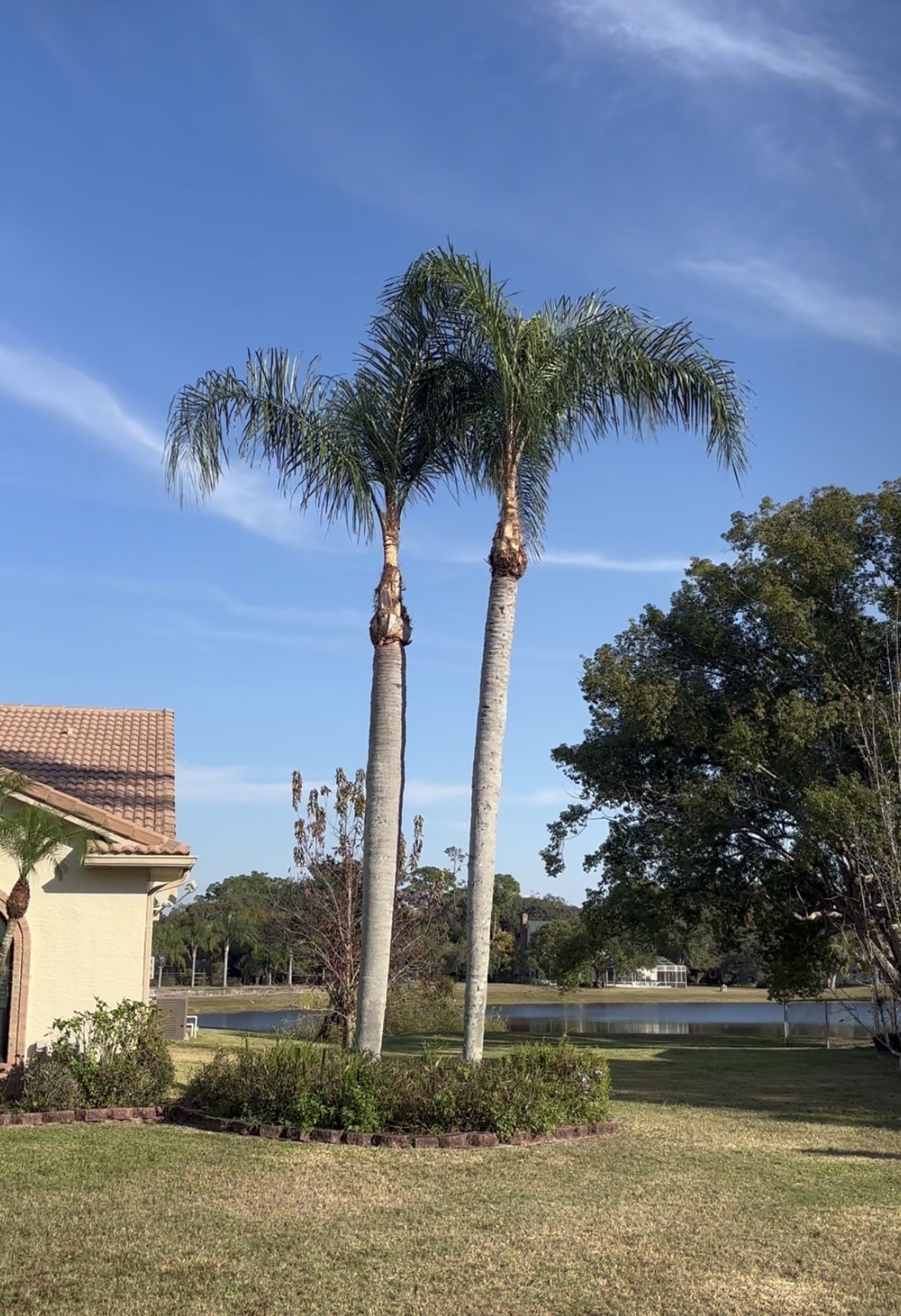 Tree service work in St. Petersburg