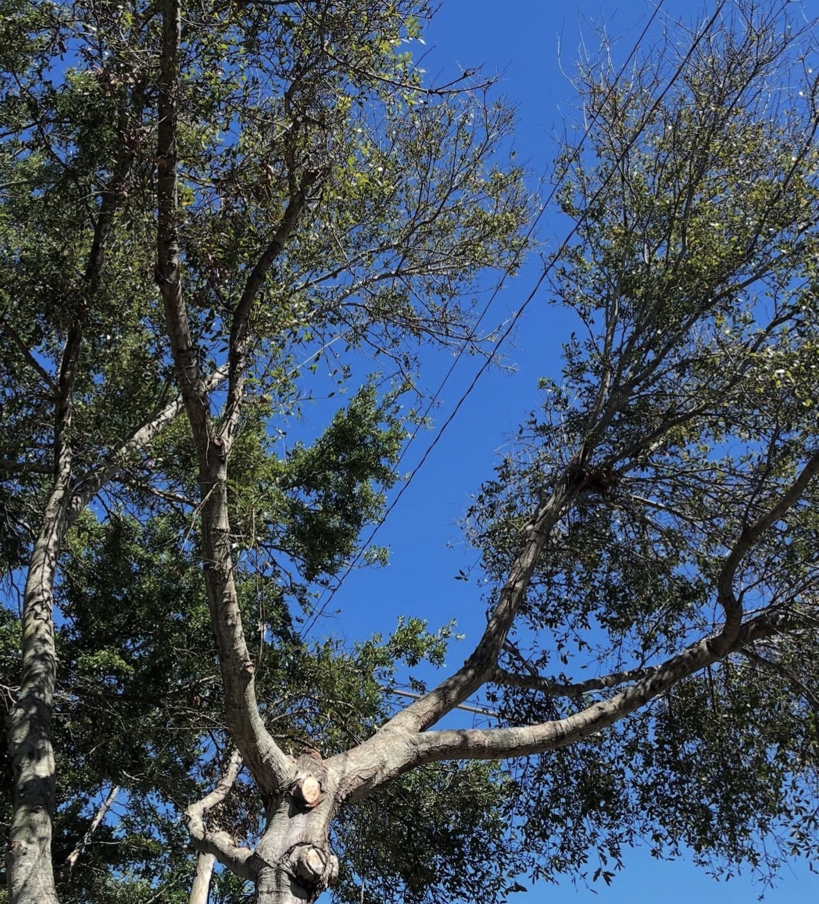 Tree Pruning & Trimming work by Florida Premier Tree Service