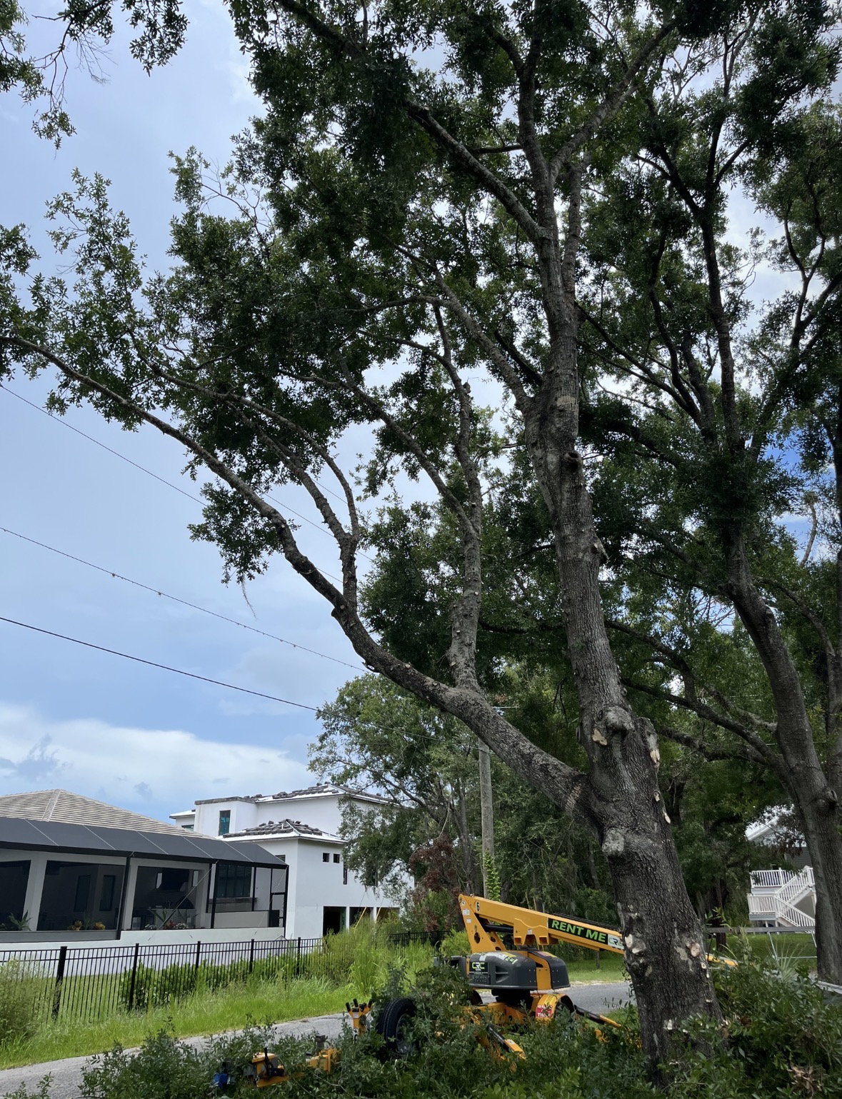 Professional Tree Pruning & Trimming in Tampa Bay