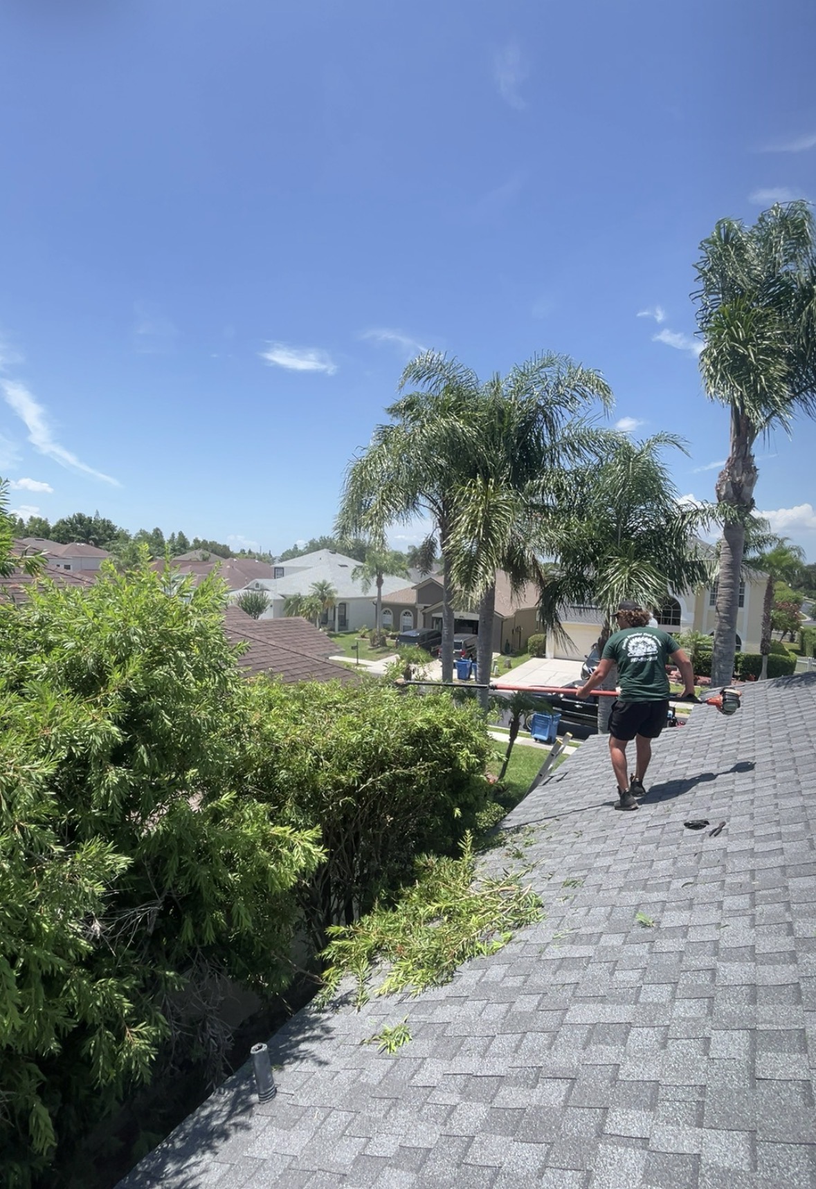 Tree service work in New Port Richey