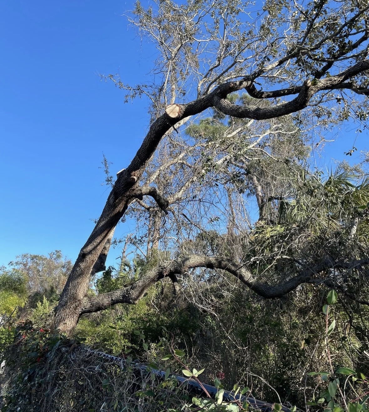 Storm Cleanup work by Florida Premier Tree Service